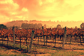 hunter valley